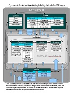 Duncan's Dynamic Interactive Adaptability Model provides an analytical framework for adjusting perspectives on stress